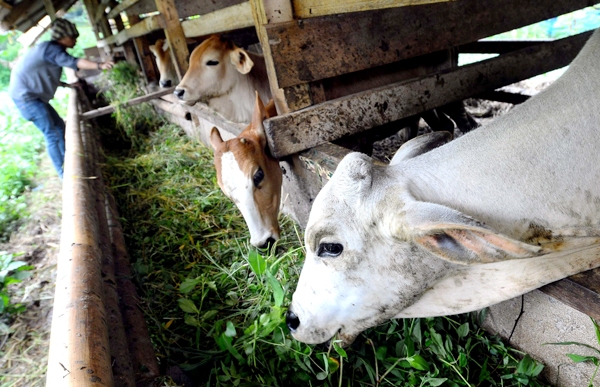 BPS: Populasi Sapi Potong 14 Juta Ekor, Belum Jamin Konsumsi Nasional